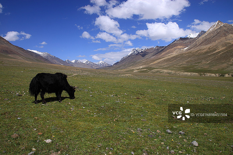 奇特拉尔国家公园高地草甸上吃草的牦牛图片素材