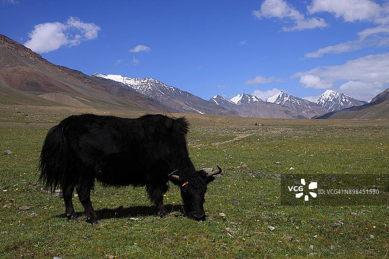 奇特拉尔国家公园高地草甸上吃草的牦牛图片素材