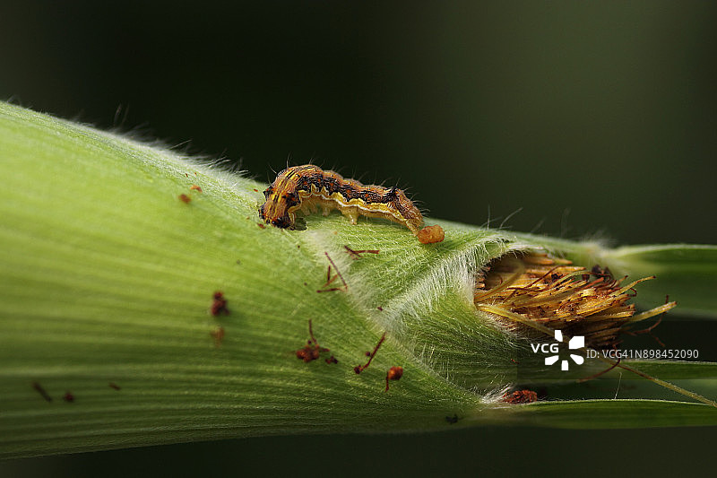 从玉米中钻出的幼虫图片素材