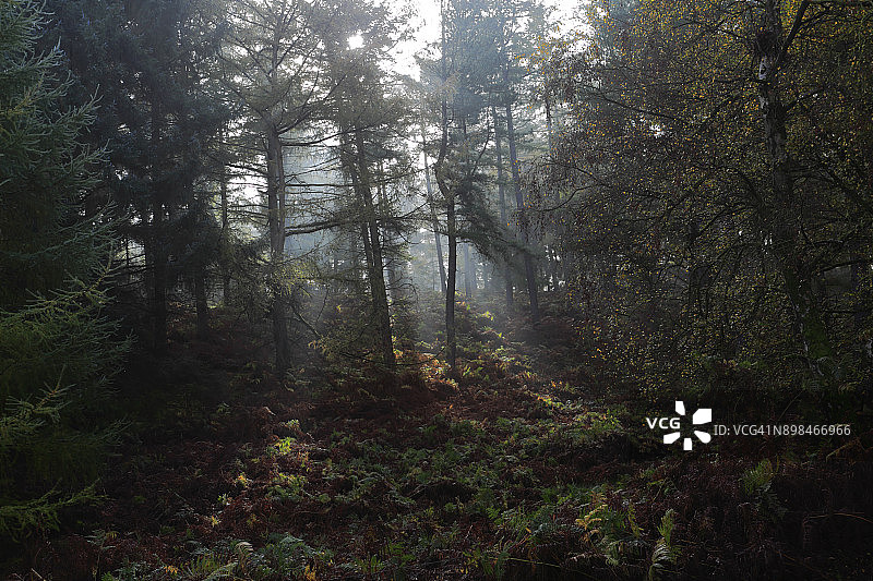 卡诺克蔡斯森林的秋色图片素材