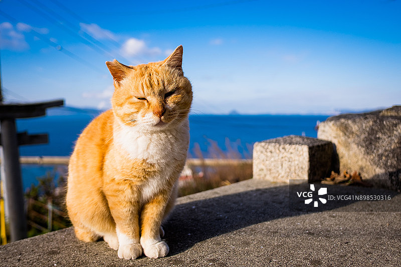 海边的野猫图片素材
