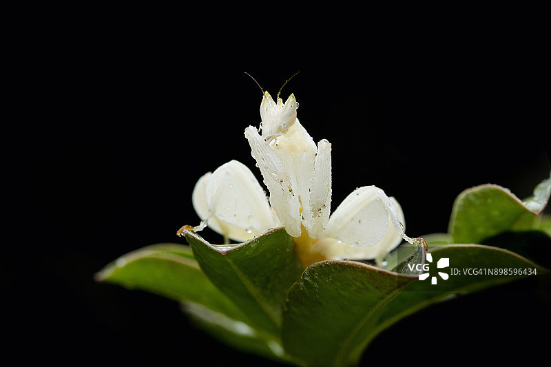 叶子上的兰花螳螂图片素材