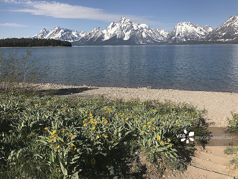 提顿峰的野花图片素材