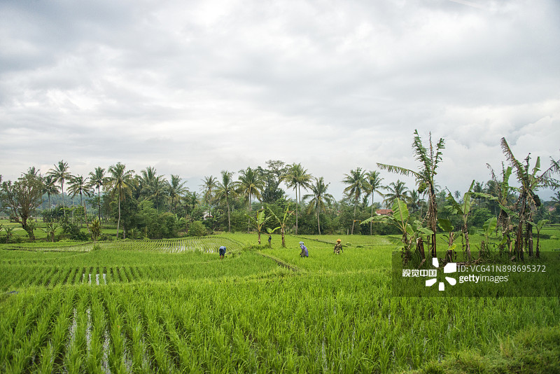 印度尼西亚爪哇岛农民在稻田里劳作图片素材