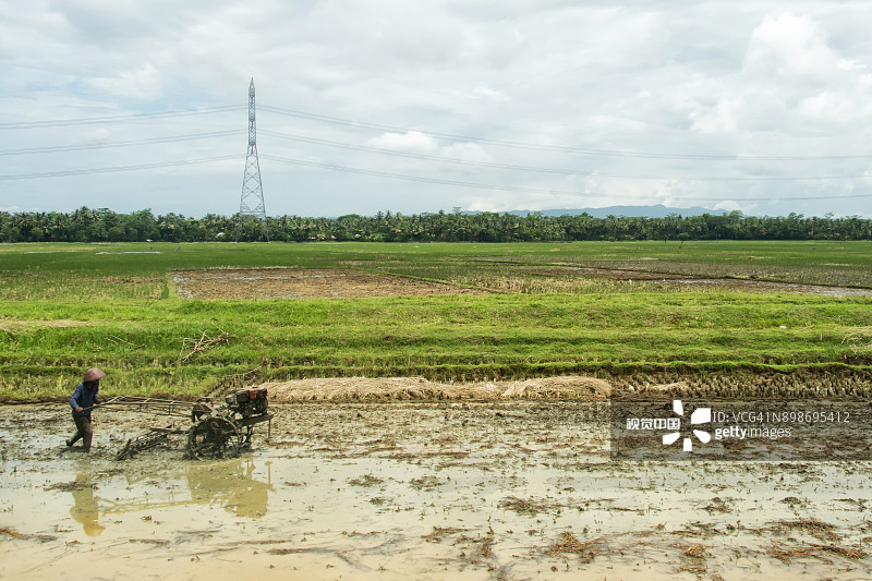印度尼西亚爪哇岛农民在稻田里劳作图片素材
