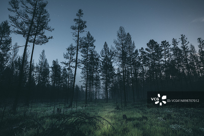 夜晚的森林图片素材