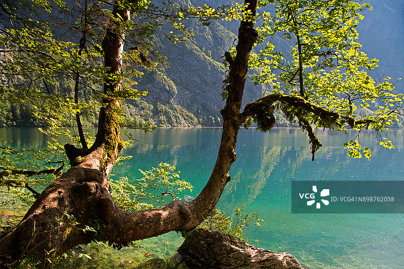 巴伐利亚州奥伯湖光线明媚的田园夏季风光图片素材