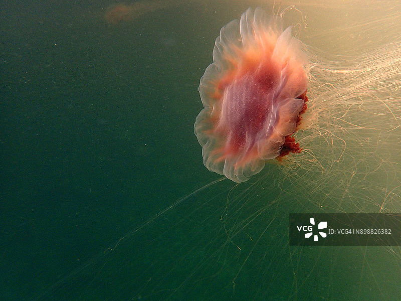 狮鬃水母图片素材