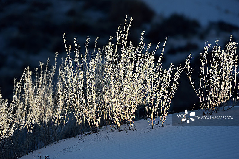 美国新墨西哥州白沙野生植物图片素材