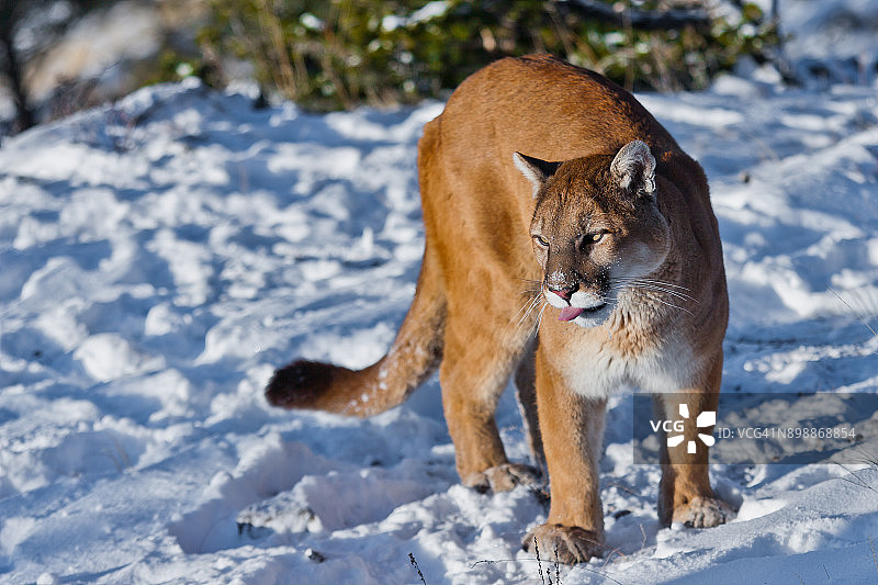 美洲狮舔舐和潜行图片素材