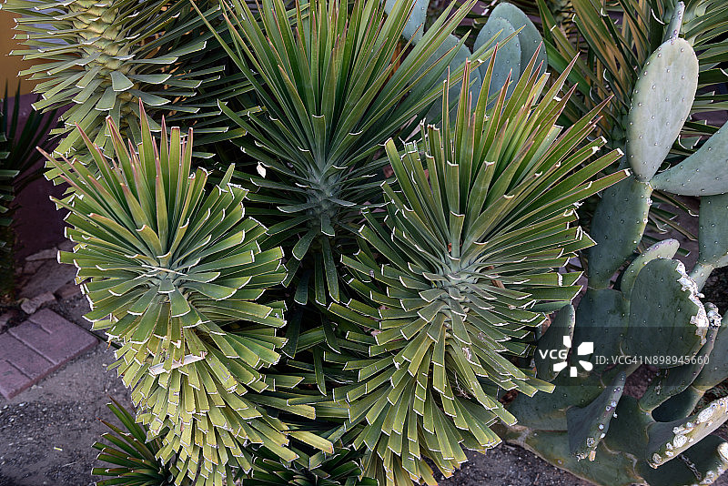 美国新墨西哥州阿尔伯克基的丝兰植物图片素材