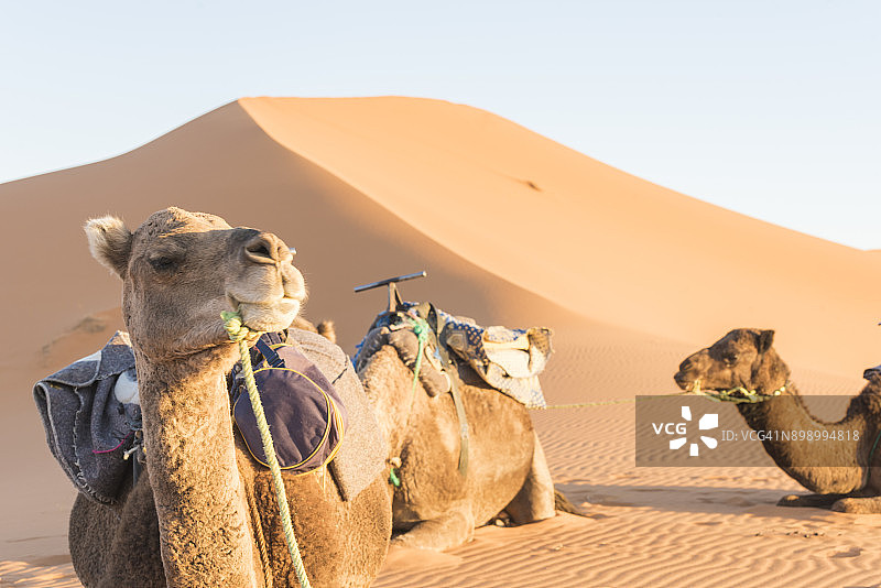 沙漠中的骆驼图片素材