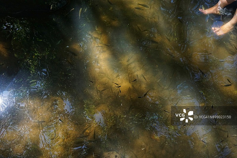 池塘边众多鱼医啃食人脚图片素材
