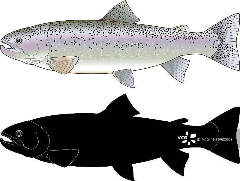 虹鳟鱼图片素材