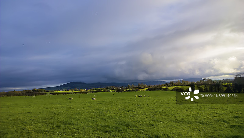 蒂珀雷里郡田野里的爱尔兰绵羊，戏剧性的冬日天空图片素材