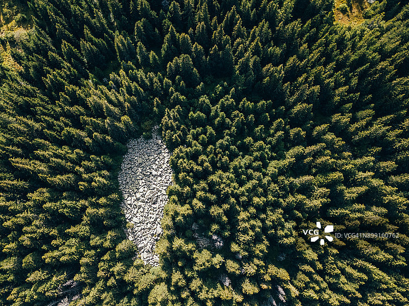 松树林的无人机视角图片素材