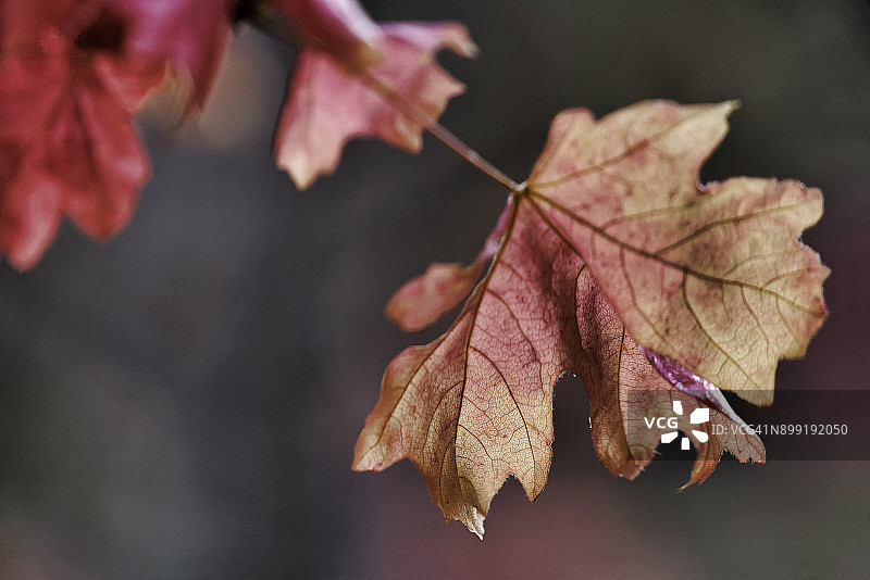 大齿枫树图片素材