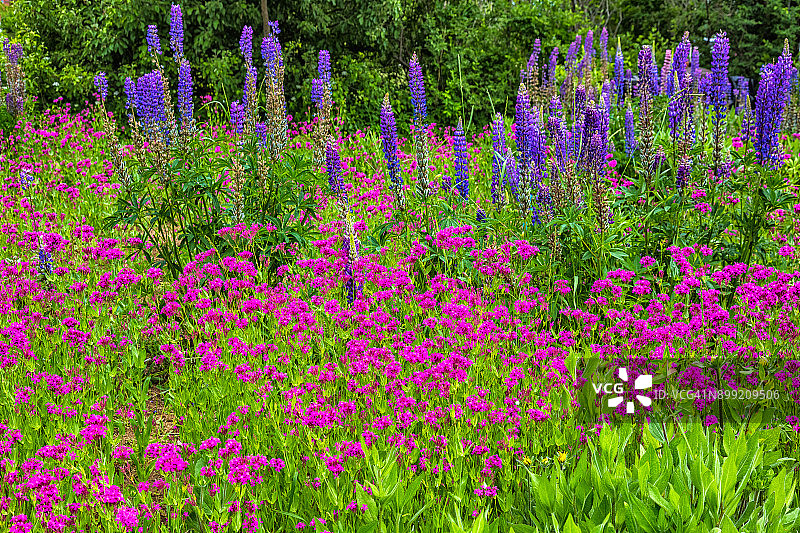 缅因州路边花园图片素材