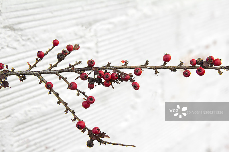 红色浆果图片素材