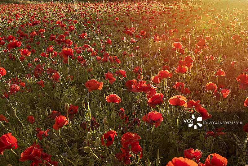 丹麦日德兰半岛的罂粟花景观图片素材