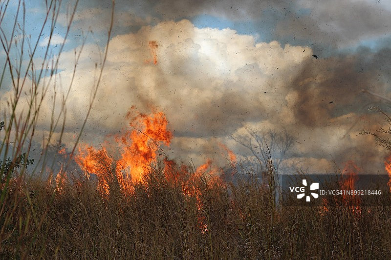 委内瑞拉平原森林火灾图片素材