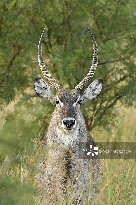 水羚肖像图片素材