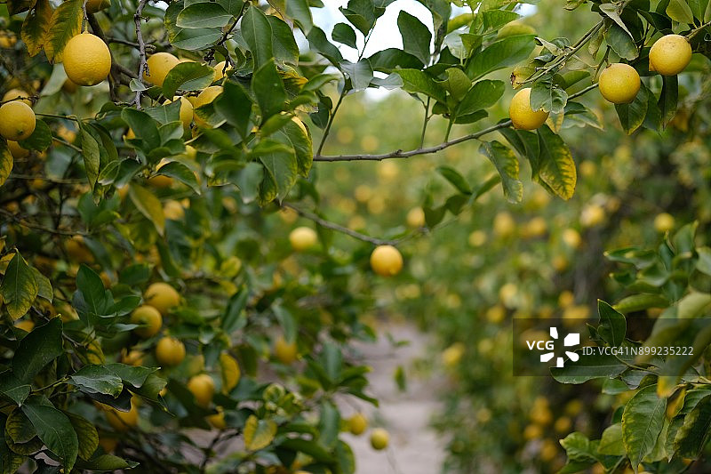 柠檬树结果图片素材