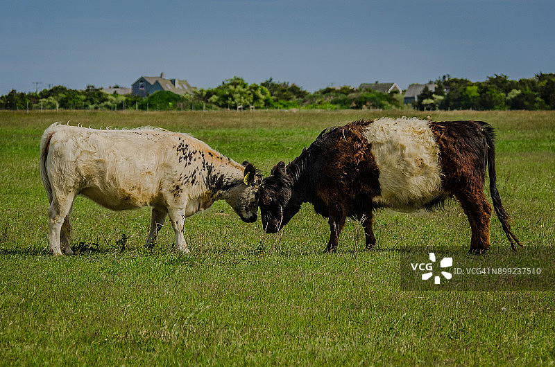 牛顶头图片素材