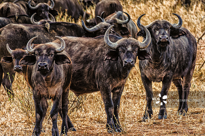 一群非洲水牛的凶狠表情图片素材