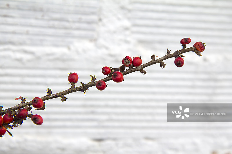 红色浆果图片素材