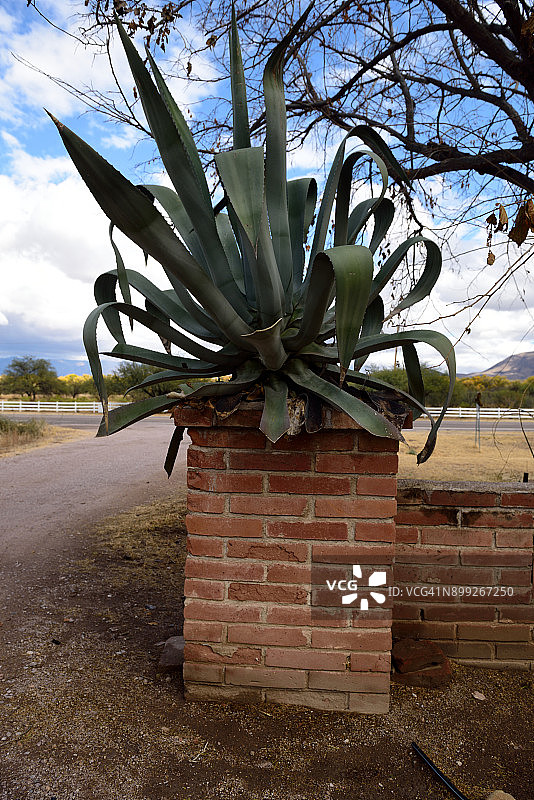 美国亚利桑那州图马卡科里芦荟图片素材
