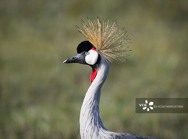 冕鹤，非洲鸟类，濒危物种图片素材