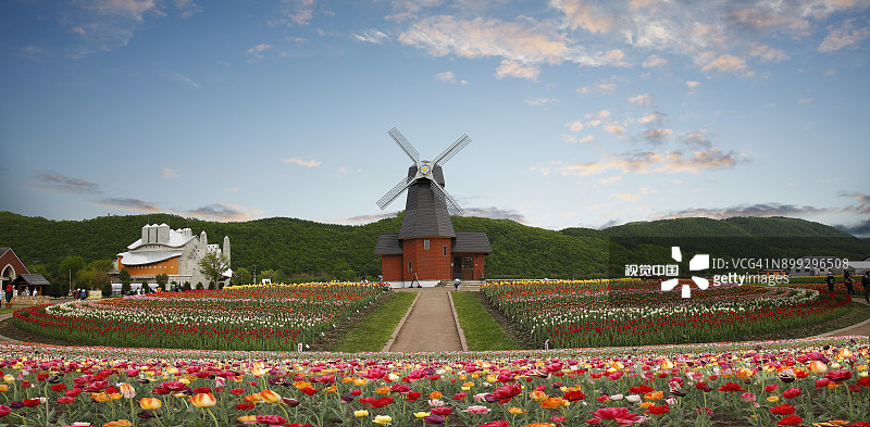 北海道郁金香花卉公园和传统风车图片素材