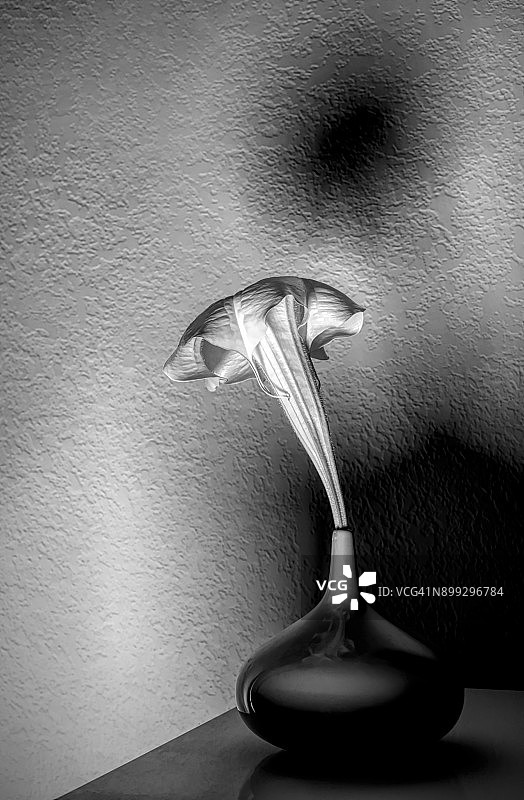 花瓶里喇叭状的花图片素材