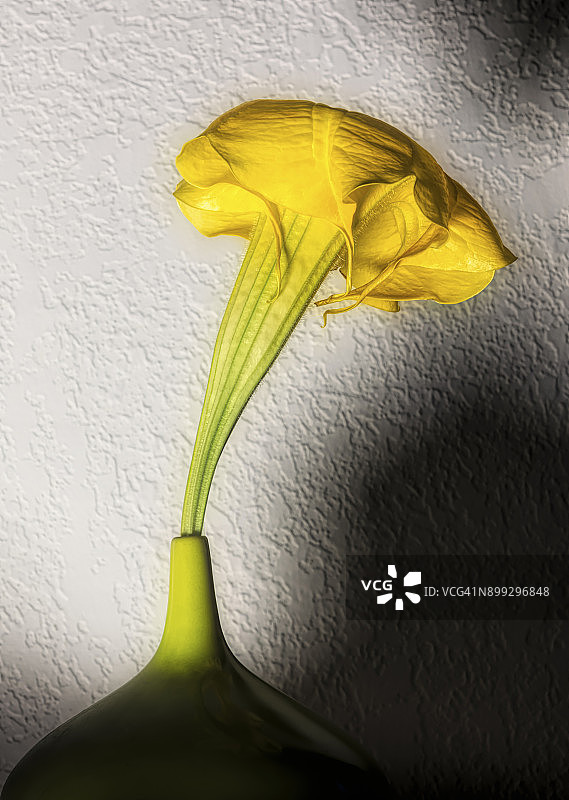 花瓶里喇叭状的花图片素材