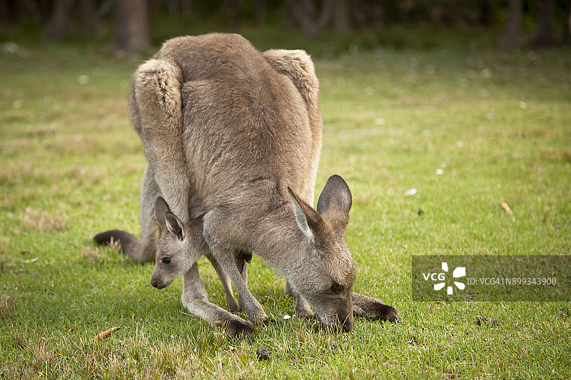 带小袋鼠的袋鼠图片素材
