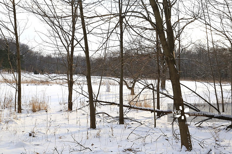 白雪覆盖的林地景观图片素材