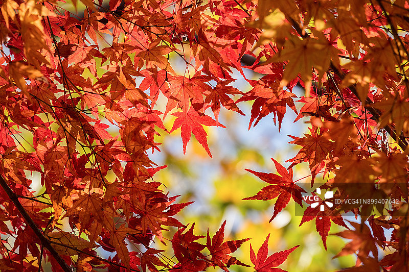 日本东京的彩色红枫叶图片素材