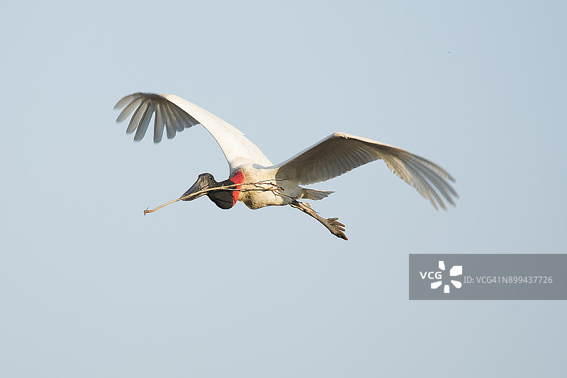 美洲鹮鹳图片素材