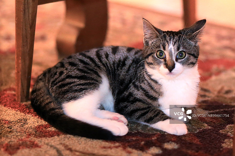 with a mackerel tabby/calico coat pattern (Felis catus)图片素材