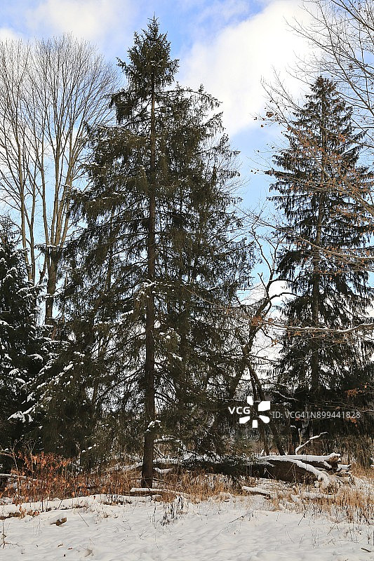 林地公园里覆盖着大雪的常绿树图片素材