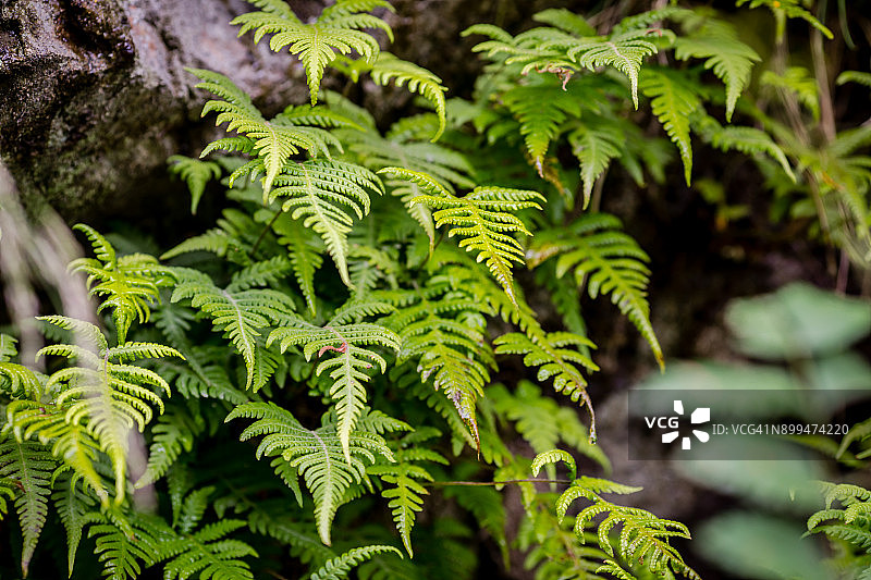 蕨类植物图片素材