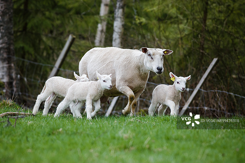 牧场上的母羊和小羊图片素材
