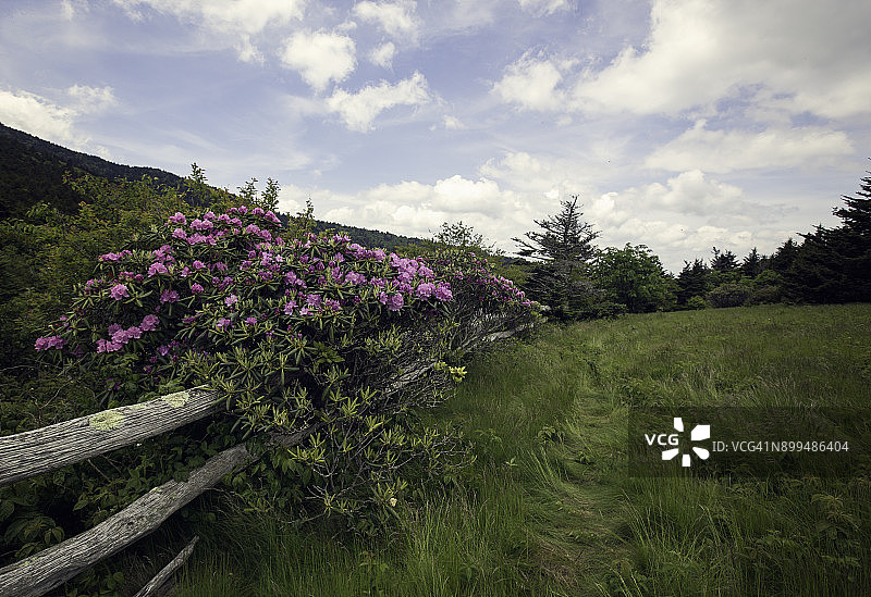 罗恩山上盛开的杜鹃花图片素材