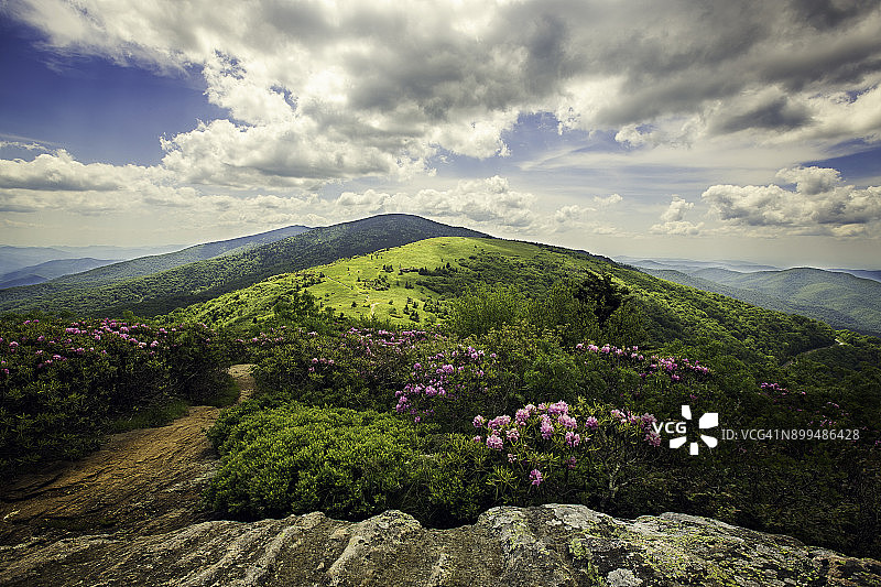 罗恩山上盛开的杜鹃花图片素材