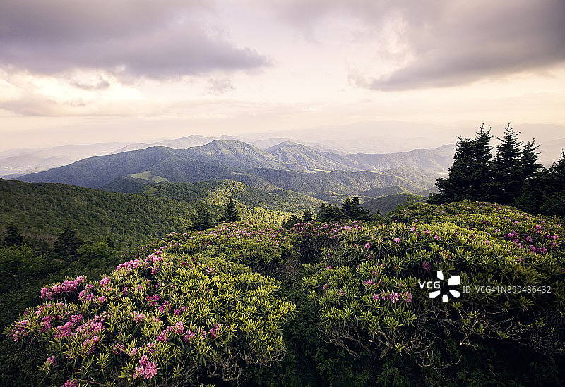 罗恩山上盛开的杜鹃花图片素材