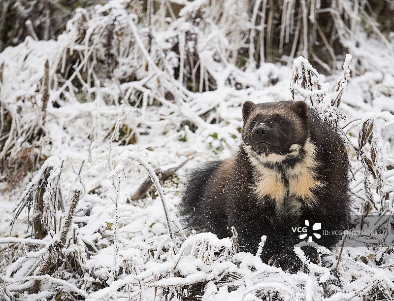 狼獾（Gulo gulo）坐在雪地上的正面图，美国阿拉斯加州海恩斯图片素材