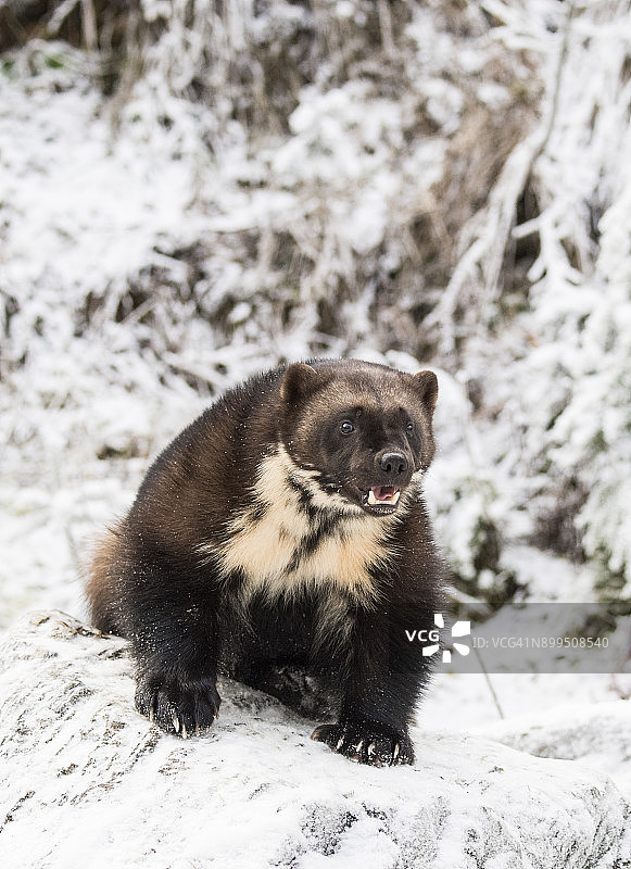 狼獾（Gulo gulo）坐在雪地上的正面图，美国阿拉斯加州海恩斯图片素材