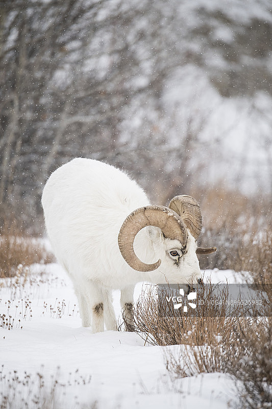 站在雪地上的道尔绵羊（Ovis dalli），加拿大育空地区图片素材