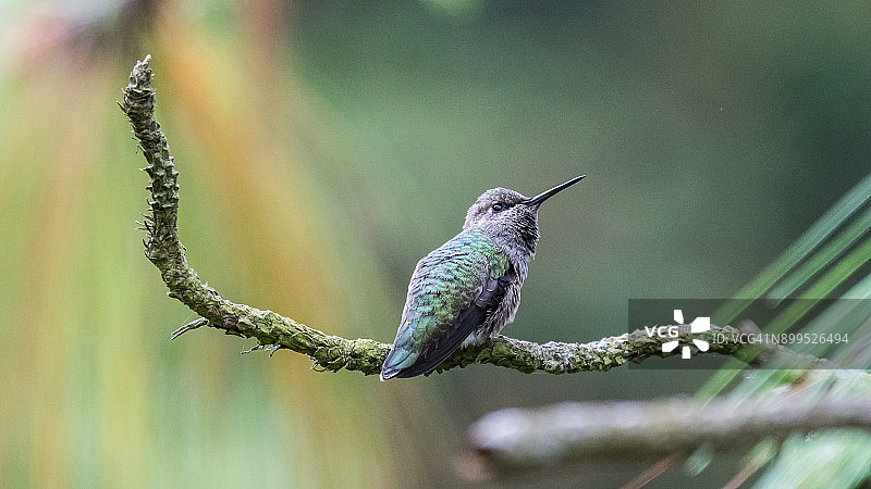 安娜的蜂鸟图片素材
